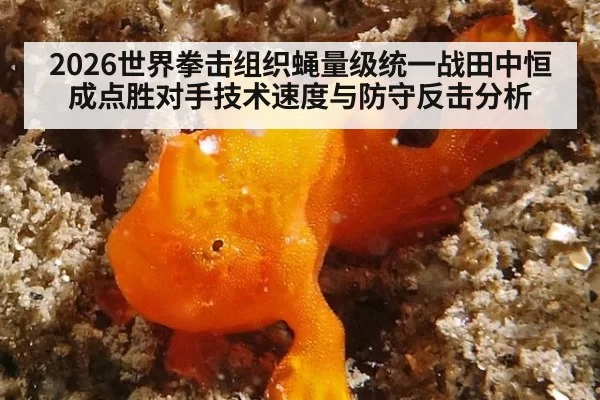2026世界拳击组织蝇量级统一战田中恒成点胜对手技术速度与防守反击分析